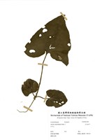 藏品(大花細辛)的圖片